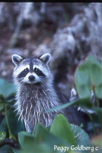 Racoon on the Silver River