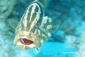 grouper with cleaner shrimp