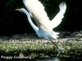 Common Egret