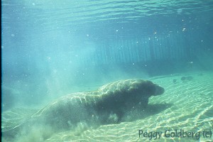 Injured Manatee