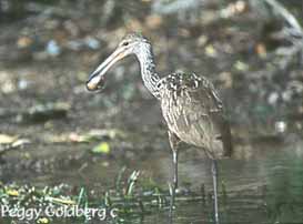 Limpkin