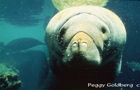 Manatee