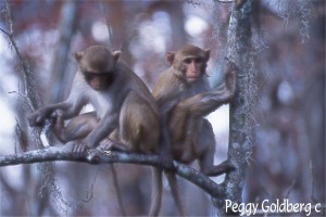 Monkeys on Silver River