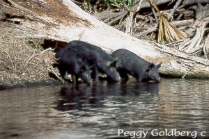 Wild Hogs on the Silver River