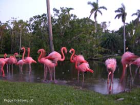 Flamingos