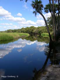 Myakka Riverscape