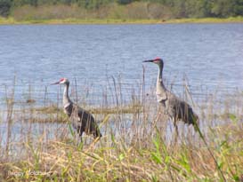 Sandhills